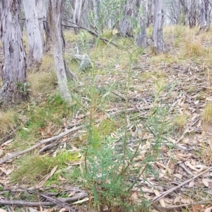 Cassinia longifolia at Tinderry, NSW - 20 Mar 2023 08:24 AM