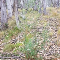 Cassinia longifolia at Tinderry, NSW - 20 Mar 2023