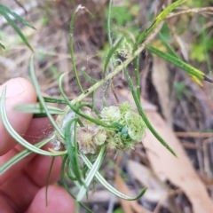 Cassinia longifolia at Tinderry, NSW - 20 Mar 2023 08:24 AM