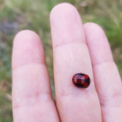 Paropsisterna erudita (Erudita leaf beetle) at Mt Holland - 19 Mar 2023 by danswell