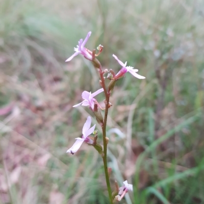 Stylidium graminifolium (Grass Triggerplant) at Mt Holland - 19 Mar 2023 by danswell