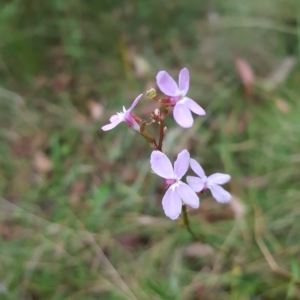 Stylidium graminifolium at Tinderry, NSW - 20 Mar 2023