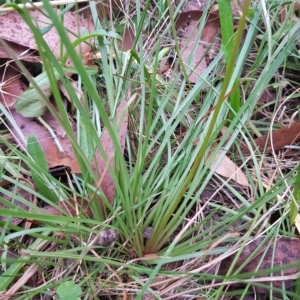 Stylidium graminifolium at Tinderry, NSW - 20 Mar 2023