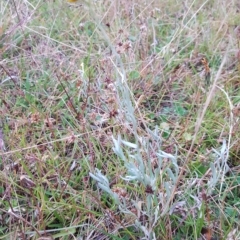 Chrysocephalum apiculatum (Common Everlasting) at Tinderry, NSW - 20 Mar 2023 by danswell