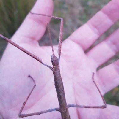 Ctenomorpha marginipennis (Margin-winged stick insect) at Mt Holland - 19 Mar 2023 by danswell