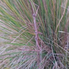 Ctenomorpha marginipennis at Mt Holland - 20 Mar 2023