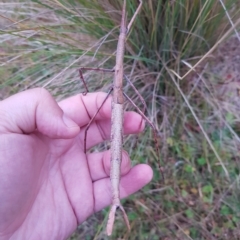 Ctenomorpha marginipennis at Mt Holland - 20 Mar 2023