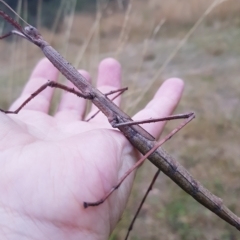 Ctenomorpha marginipennis at Mt Holland - 20 Mar 2023 07:01 AM