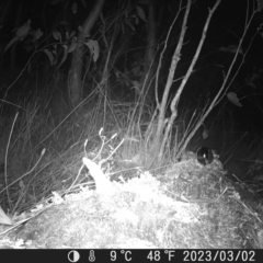 Antechinus sp. (genus) (Unidentified Antechinus) at Mt Holland - 27 Feb 2023 by danswell