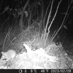 Antechinus sp. (genus) at Undefined Area - 28 Feb 2023