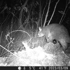 Trichosurus vulpecula (Common Brushtail Possum) at Tinderry, NSW - 9 Mar 2023 by danswell