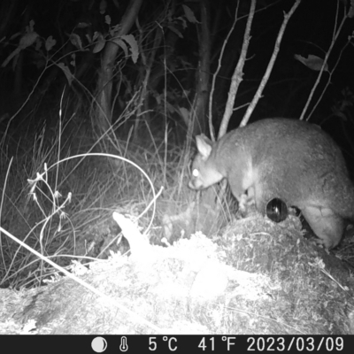 Trichosurus vulpecula (Common Brushtail Possum) at Mt Holland - 9 Mar 2023 by danswell