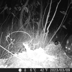 Trichosurus vulpecula at Tinderry, NSW - suppressed