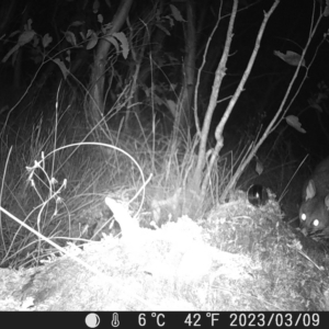 Trichosurus vulpecula at Tinderry, NSW - suppressed