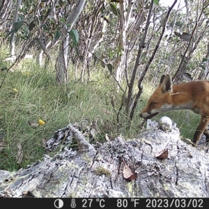 Vulpes vulpes at Tinderry, NSW - 2 Mar 2023