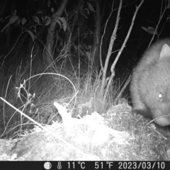 Vombatus ursinus (Bare-nosed Wombat) at Tinderry, NSW - 10 Mar 2023 by danswell