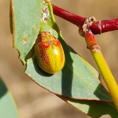 Paropsisterna pictipes (Eucalyptus leaf beetle) at Wambrook, NSW - 20 Mar 2023 by Mike