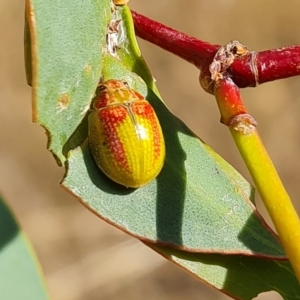 Paropsisterna pictipes at Wambrook, NSW - 20 Mar 2023 04:18 PM