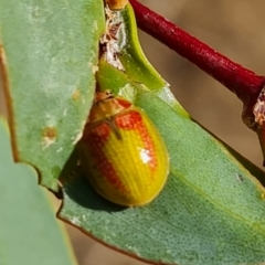 Paropsisterna pictipes at Wambrook, NSW - 20 Mar 2023 04:18 PM