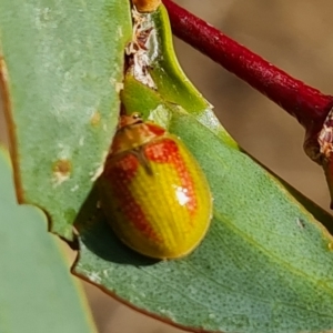 Paropsisterna pictipes at Wambrook, NSW - 20 Mar 2023 04:18 PM