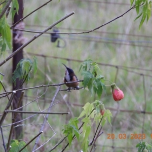 Acanthorhynchus tenuirostris at Oakdale, NSW - suppressed