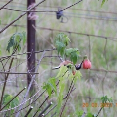 Acanthorhynchus tenuirostris at Oakdale, NSW - 20 Mar 2023