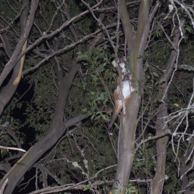 Pseudocheirus peregrinus (Common Ringtail Possum) at Mt Holland - 19 Mar 2023 by danswell