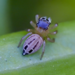 Unidentified Jumping or peacock spider (Salticidae) at Hornsby Heights, NSW - 18 Mar 2023 by KorinneM