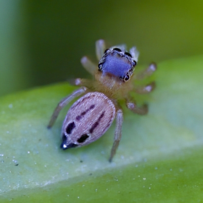 Maratus scutulatus at Hornsby Heights, NSW - 18 Mar 2023 by KorinneM