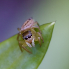 Maratus scutulatus at Hornsby Heights, NSW - suppressed