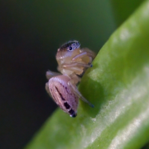 Maratus scutulatus at Hornsby Heights, NSW - suppressed