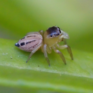 Maratus scutulatus at Hornsby Heights, NSW - suppressed