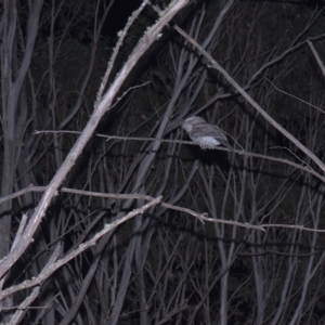 Podargus strigoides at Tinderry, NSW - 19 Mar 2023