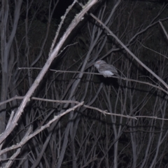 Podargus strigoides (Tawny Frogmouth) at Tinderry, NSW - 19 Mar 2023 by danswell