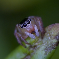 Unidentified Jumping or peacock spider (Salticidae) at Hornsby Heights, NSW - 18 Mar 2023 by KorinneM