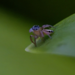 Unidentified Jumping or peacock spider (Salticidae) at Hornsby Heights, NSW - 18 Mar 2023 by KorinneM