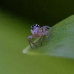 Maratus scutulatus at Hornsby Heights, NSW - suppressed