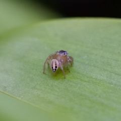 Maratus scutulatus at Hornsby Heights, NSW - suppressed