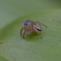 Maratus scutulatus at Hornsby Heights, NSW - suppressed