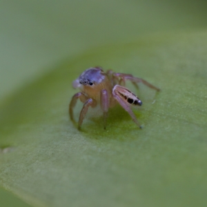 Maratus scutulatus at Hornsby Heights, NSW - suppressed