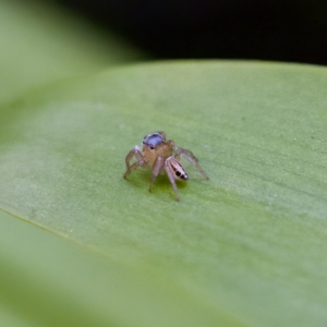 Maratus scutulatus at Hornsby Heights, NSW - suppressed