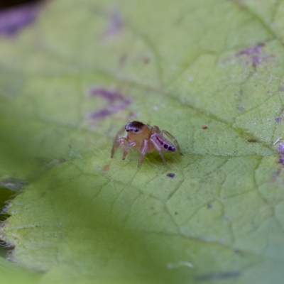 Unidentified Jumping or peacock spider (Salticidae) at Hornsby Heights, NSW - 18 Mar 2023 by KorinneM