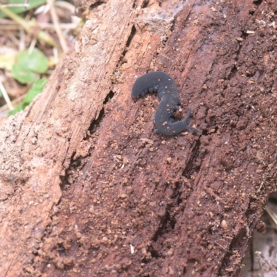 Onychophora sp. (phylum) (Unidentified Velvet Worm) at Mt Holland - 20 Mar 2023 by danswell