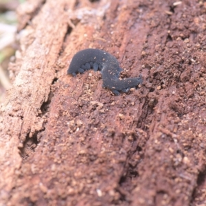 Onychophora sp. (phylum) at Tinderry, NSW - 20 Mar 2023 12:17 PM