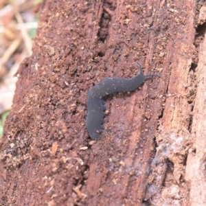 Onychophora sp. (phylum) at Tinderry, NSW - 20 Mar 2023 12:17 PM