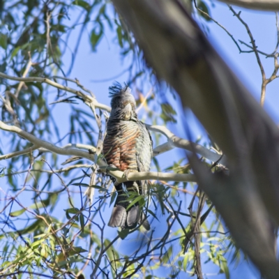 Callocephalon fimbriatum (Gang-gang Cockatoo) at Majors Creek State Conservation Area - 17 Mar 2023 by Trevor
