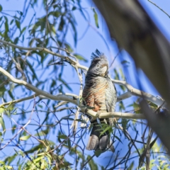 Callocephalon fimbriatum at Majors Creek, NSW - 18 Mar 2023