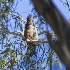 Callocephalon fimbriatum at Majors Creek, NSW - 18 Mar 2023