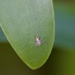 Unidentified Jumping or peacock spider (Salticidae) at Hornsby Heights, NSW - 18 Mar 2023 by KorinneM