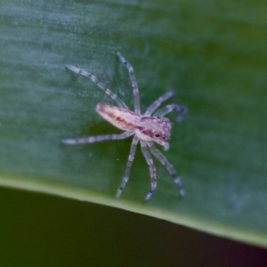 Helpis sp. (genus) at Hornsby Heights, NSW - suppressed